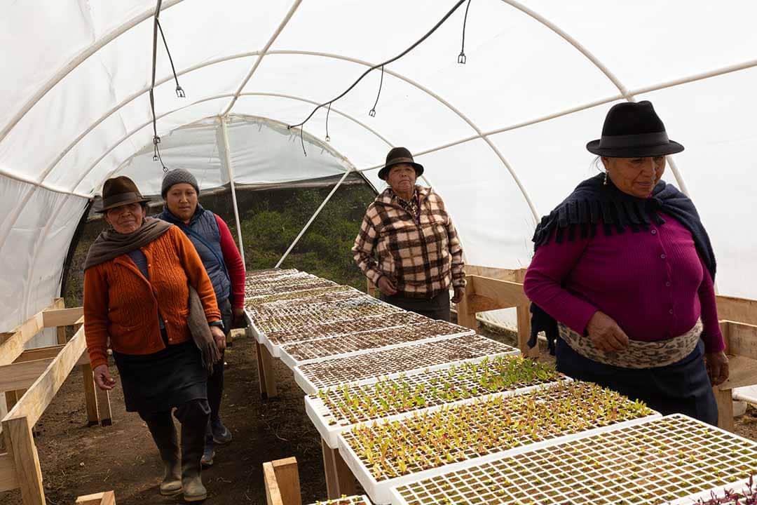 10 Cobertura Cotopaxi_010825