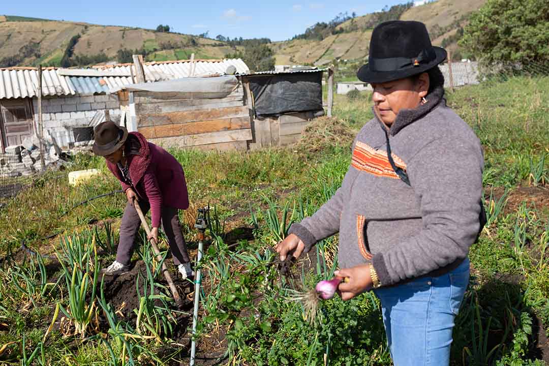 11 Cobertura Cotopaxi_010825