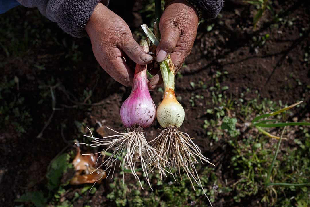 13 Cobertura Cotopaxi_010825