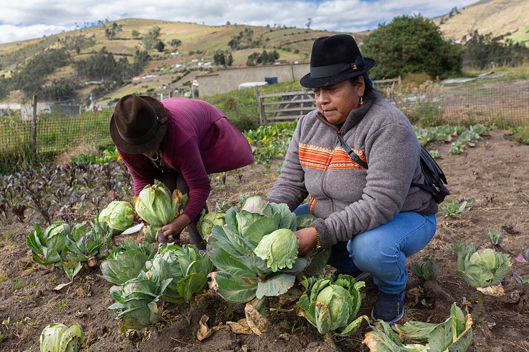 14 Cobertura Cotopaxi_010825