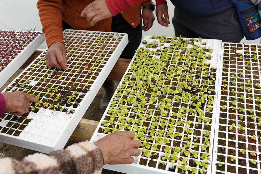 9 Cobertura Cotopaxi_010825