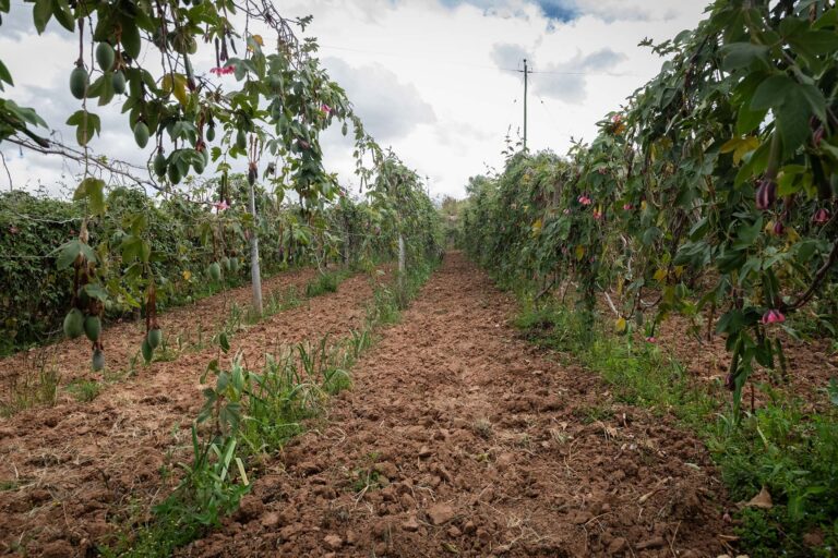 nota22062026 fondo f1